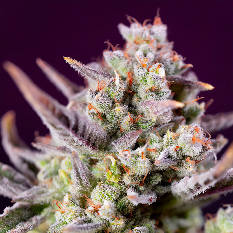 Sweet Zenzation XL Auto Sweet Seeds samonakvétací semena, pryskyřičnaté palice