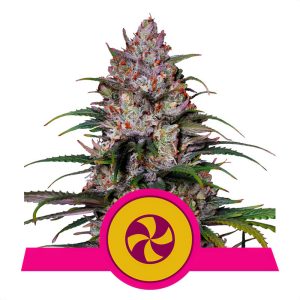 Sweet ZZ Royal Queen Seeds feminizovaná semena, pryskyřičnaté palice