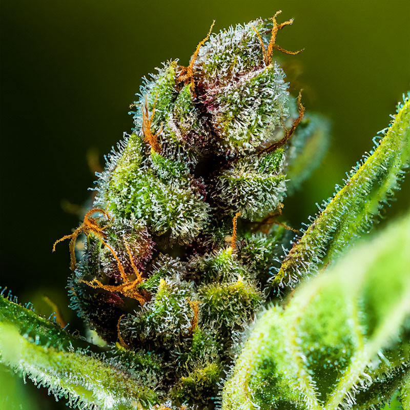 Tropicana Cookies Auto - FastBuds - Samonakvétací semena, pohled 2