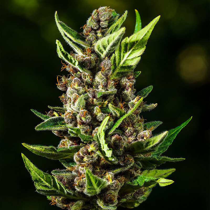 Tropicana Cookies Auto - FastBuds - Samonakvétací semena, pohled 3