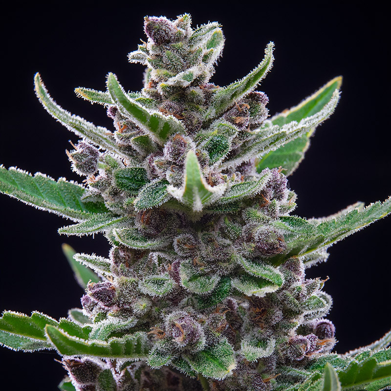 Tropicana Cookies Auto - FastBuds - Samonakvétací semena, pohled 4