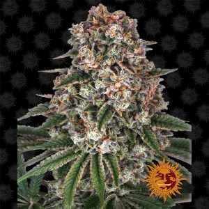 Tropicanna Banana Barney's Farm feminizovaná semena, pryskyřičnaté palice