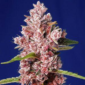Tropicanna Poison F1 Fast Version Sweet Seeds feminizovaná semena, pryskyřičnaté palice