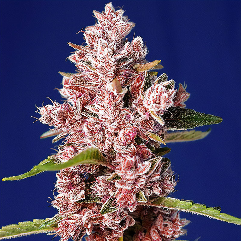 Tropicanna Poison F1 Fast Version Sweet Seeds feminizovaná semena, pryskyřičnaté palice