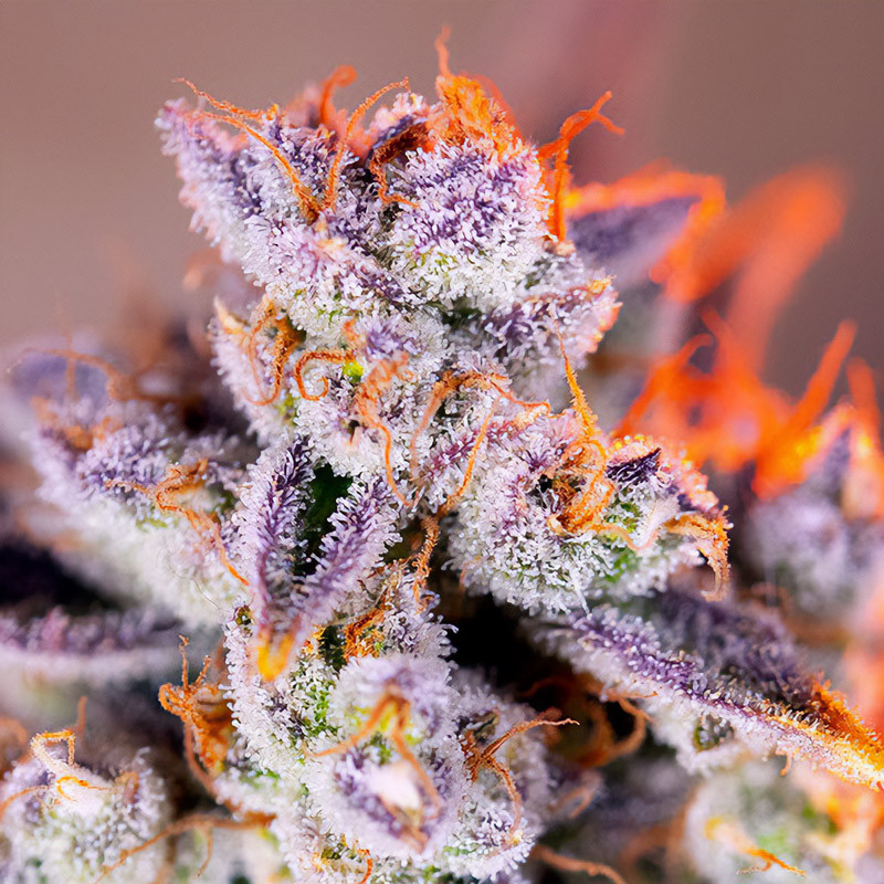 Tropicanna Poison XL Auto Sweet Seeds samonakvétací semena, pryskyřičnaté palice
