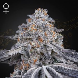 Velvet Moon Green House Seeds feminizovaná semena, pryskyřičnaté palice