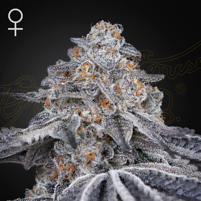 Velvet Moon Green House Seeds feminizovaná semena, pryskyřičnaté palice
