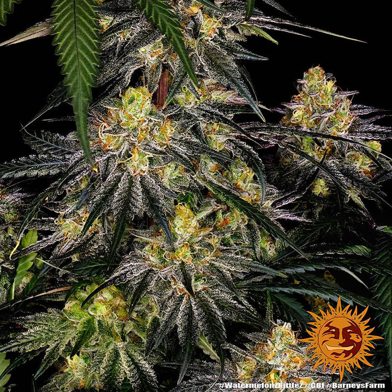 Watermelon Zkittlez - Barney's Farm - Feminizovaná semena, pohled 2