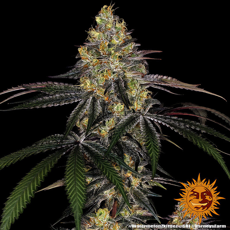 Watermelon Zkittlez - Barney's Farm - Feminizovaná semena, pohled 3