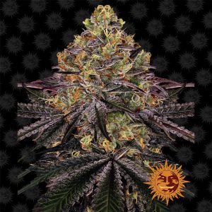 Watermelon Zkittlez Barney's Farm feminizovaná semena, pryskyřičnaté palice