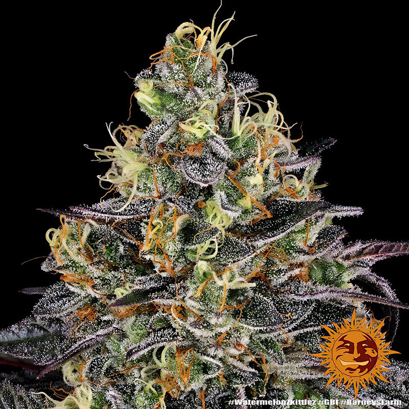 Watermelon Zkittlez - Barney's Farm - Feminizovaná semena, pohled 4
