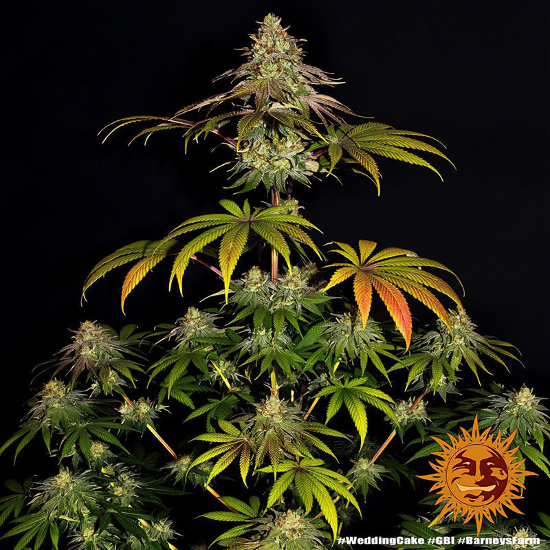 Wedding Cake - Barney's Farm - Feminizovaná semena, pohled 2