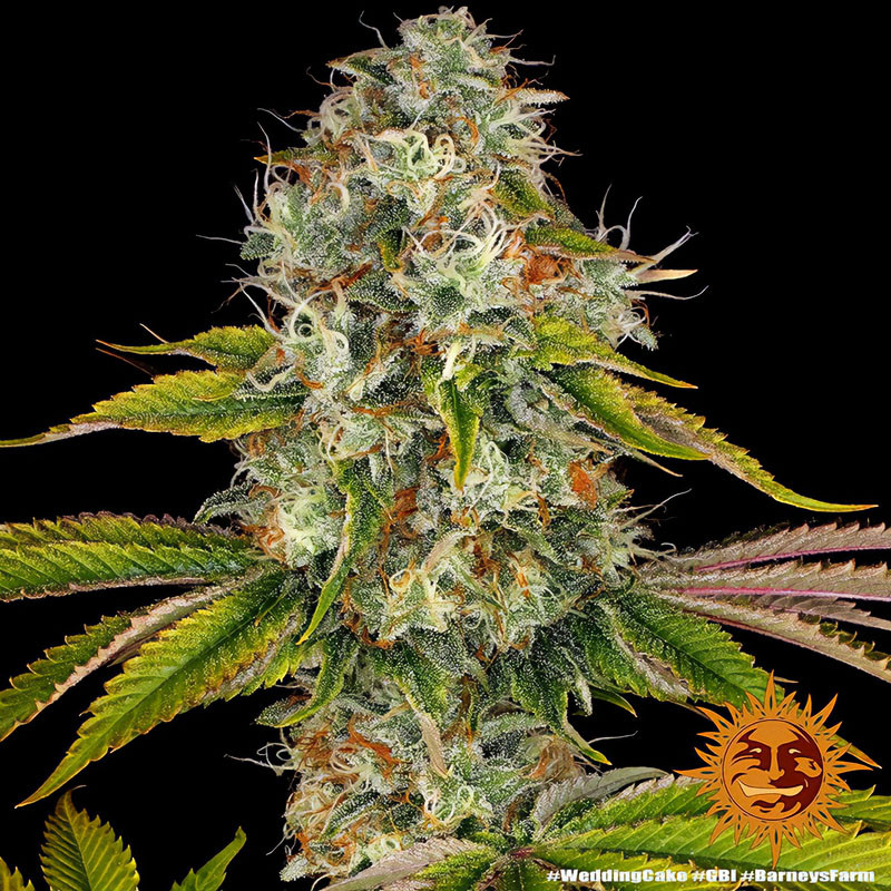 Wedding Cake - Barney's Farm - Feminizovaná semena, pohled 3