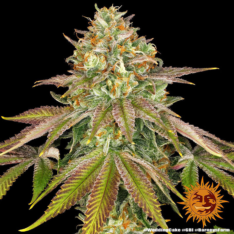 Wedding Cake - Barney's Farm - Feminizovaná semena, pohled 4