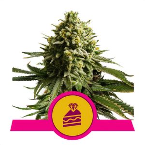 Wedding Cake Royal Queen Seeds feminizovaná semena, pryskyřičnaté palice