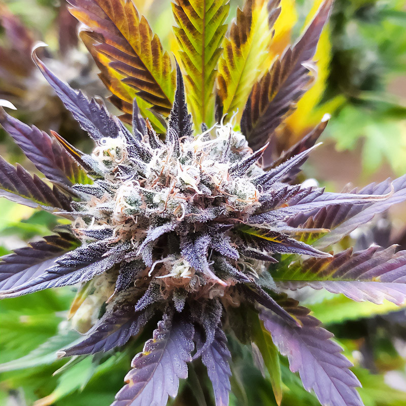 West Coast OG Auto - FastBuds - Samonakvétací semena, pohled 3