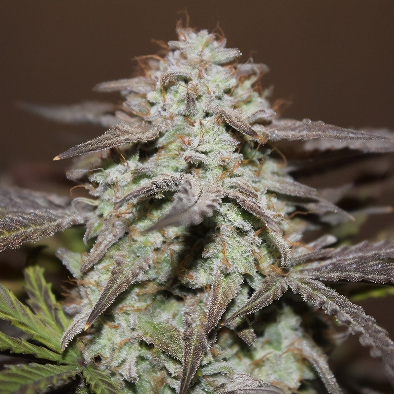 West Coast OG Auto - FastBuds - Samonakvétací semena, pohled 4