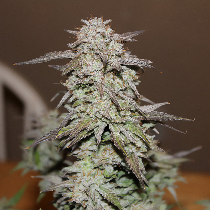 West Coast OG Auto - FastBuds - Samonakvétací semena, pohled 5
