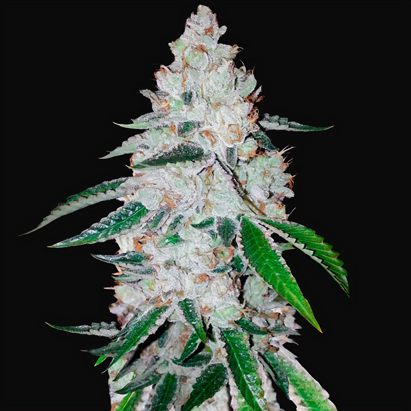 West Coast OG Auto FastBuds samonakvétací semena, pryskyřičnaté palice