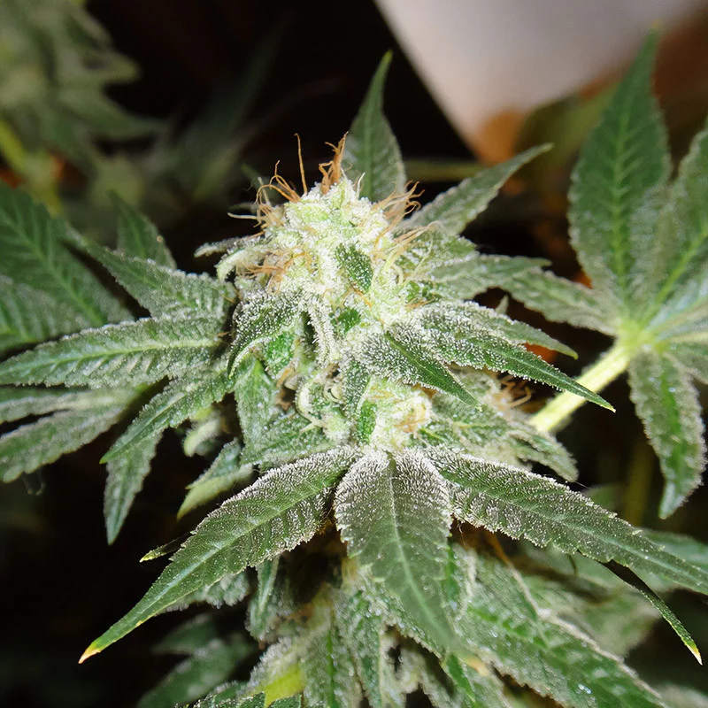 White Widow feminizovaná semena