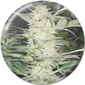 White Widow Medical Seeds feminizovaná semena, pryskyřičnaté palice