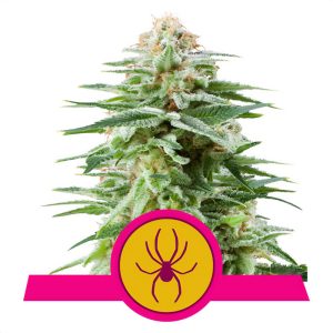 White Widow Royal Queen Seeds feminizovaná semena, pryskyřičnaté palice
