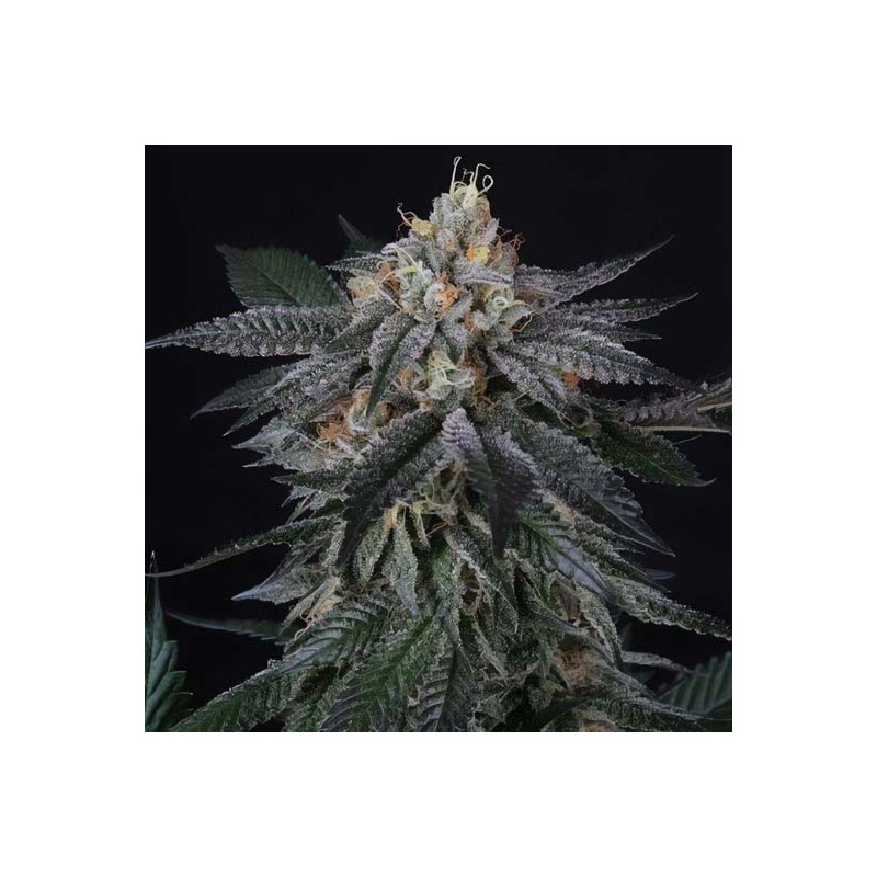 Zaï Zaï - Perfect Tree - Feminizovaná semena, pohled 2