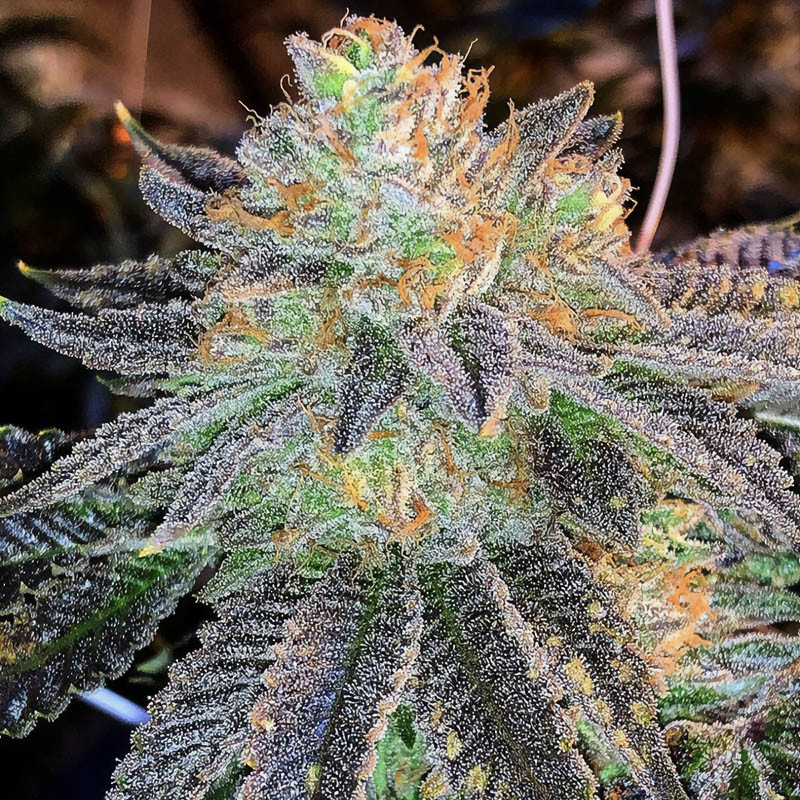 Zkittlez MDLG Seeds feminizovaná semena, pryskyřičnaté palice