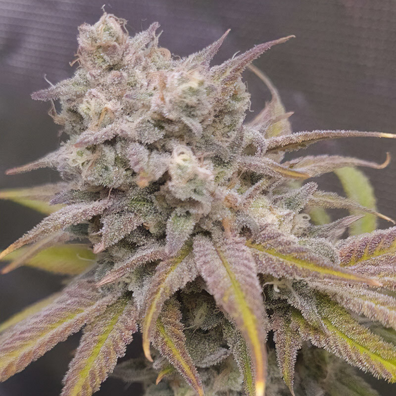 Zkittlez Killer XXL MDLG Seeds samonakvétací semena, pryskyřičnaté palice