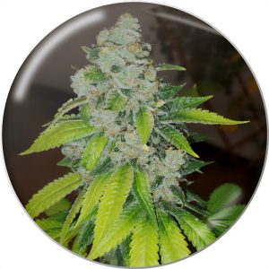 Zkittlez Medical Seeds feminizovaná semena, pryskyřičnaté palice